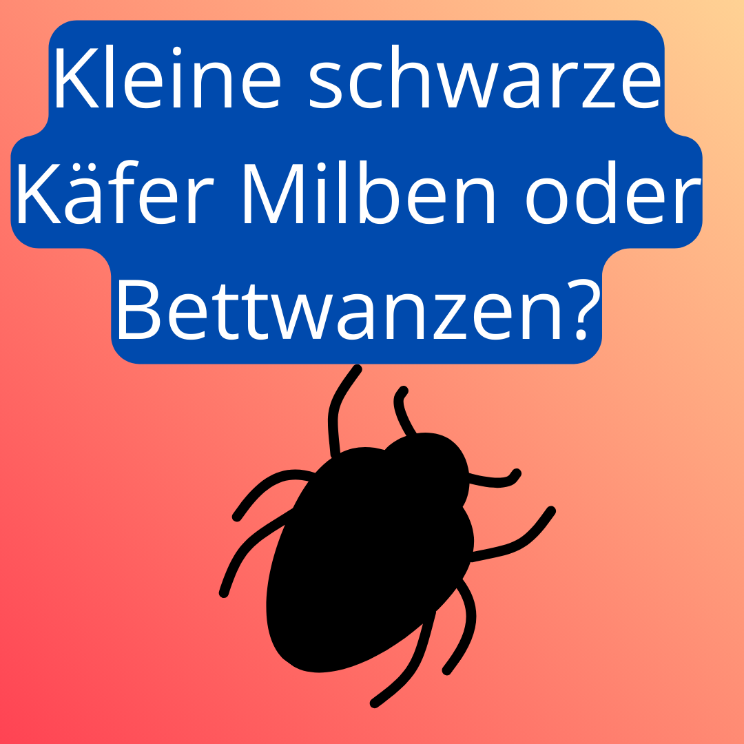 Kleine schwarze Käfer im Bett: Milben oder Bettwanzen?
