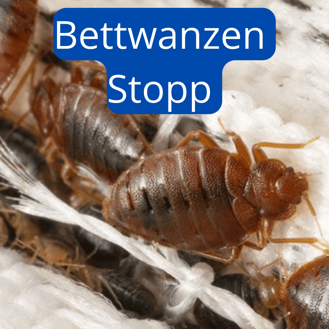 Bettwanzen in Gruppe auf Matratze