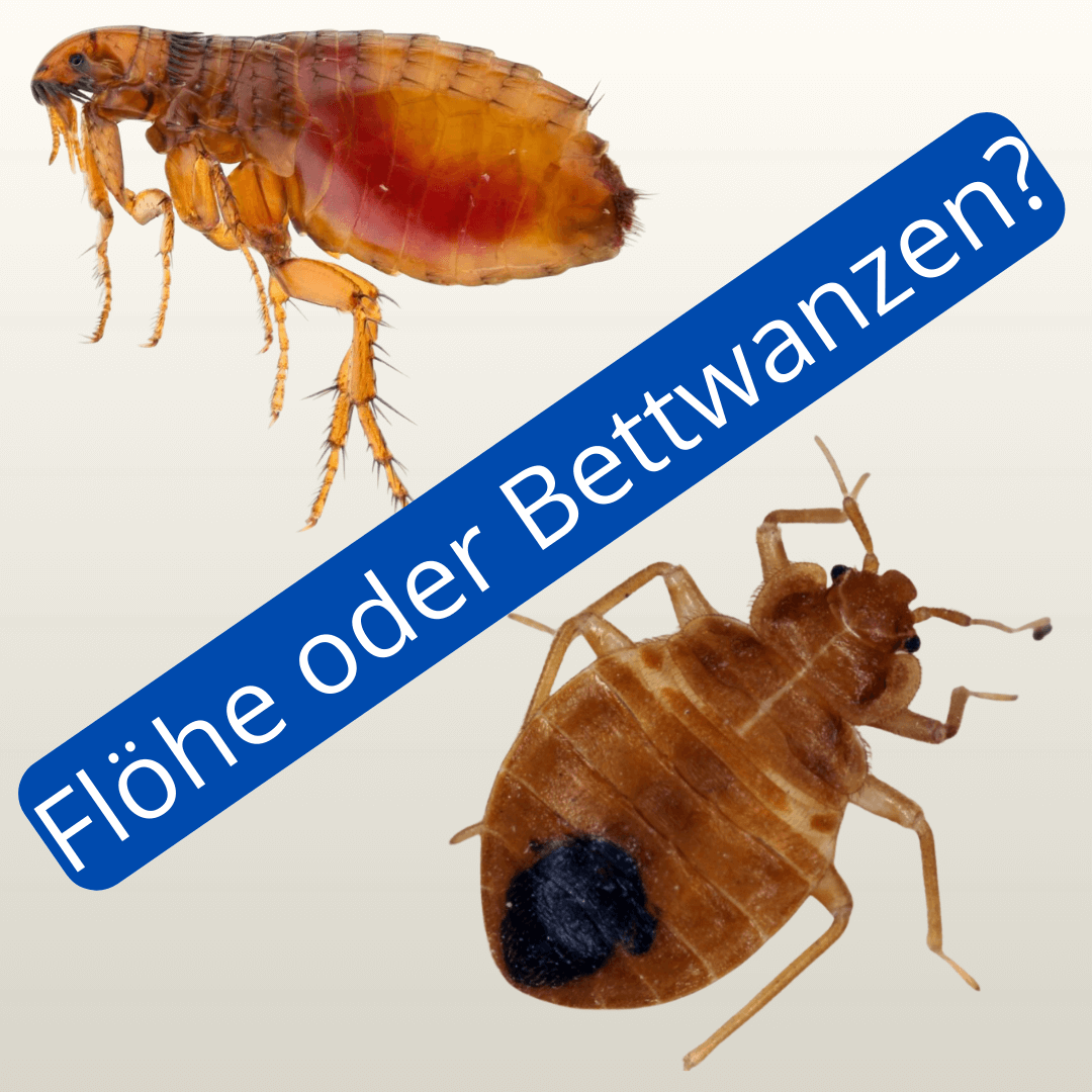 Vergleich Floh und Bettwanze 