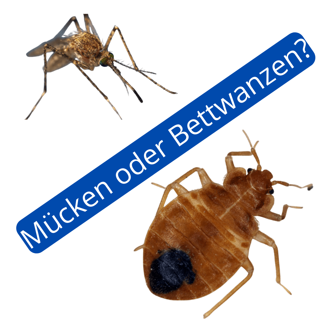 Bildvergleich von Mücke und Bettwanze mit Beschriftung „Mücken oder Bettwanzen?“ – hilfreich zum Erkennen von Mückenstichen oder Bettwanzenbissen.
