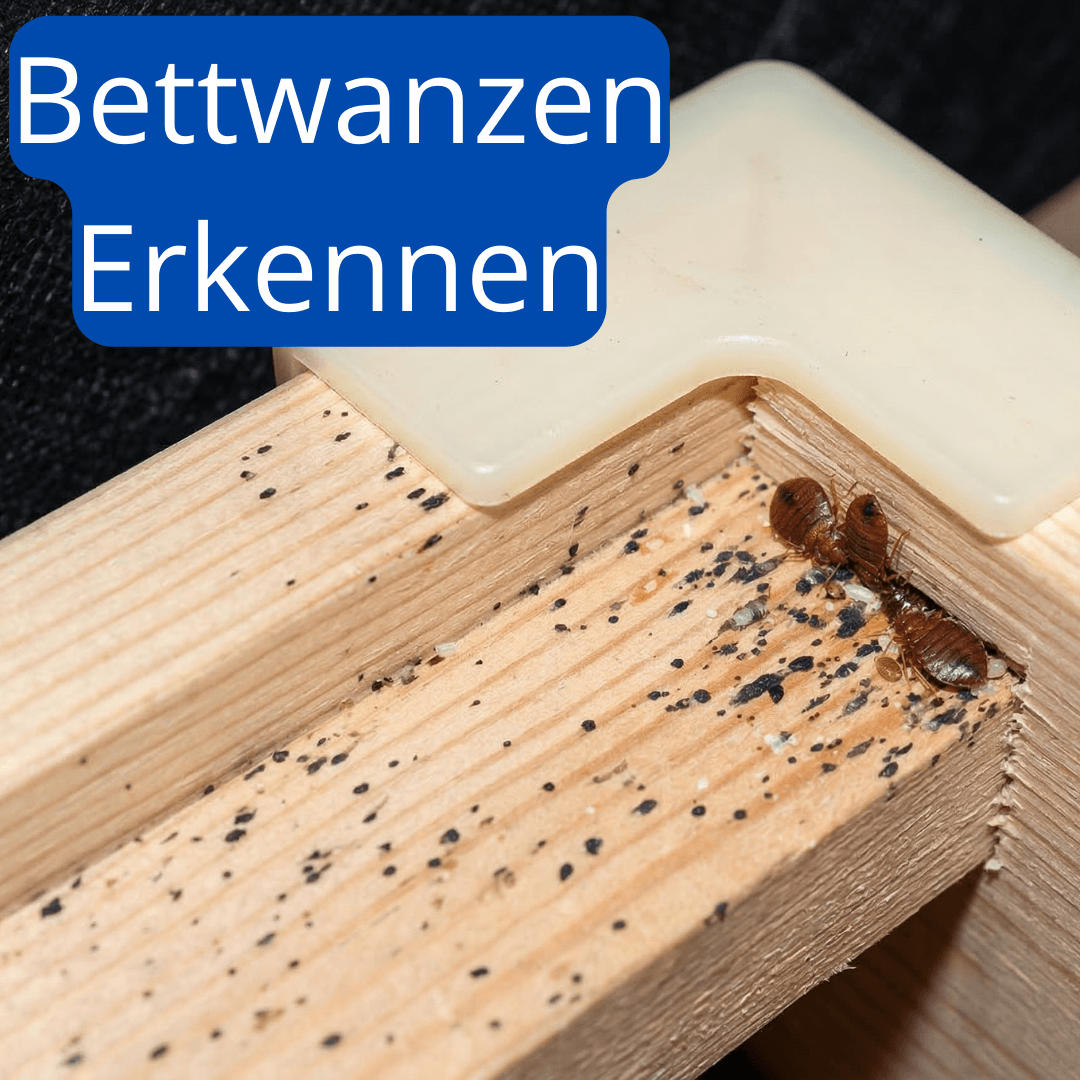Bettwanzen versteckt auf dem Bettrahmen
