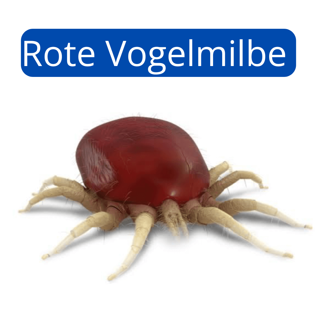 Das Bild einer roten Vogelmilbe