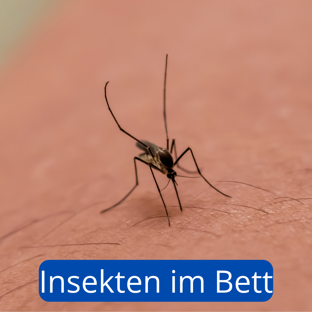 Mücke Insektenstich im Bett 