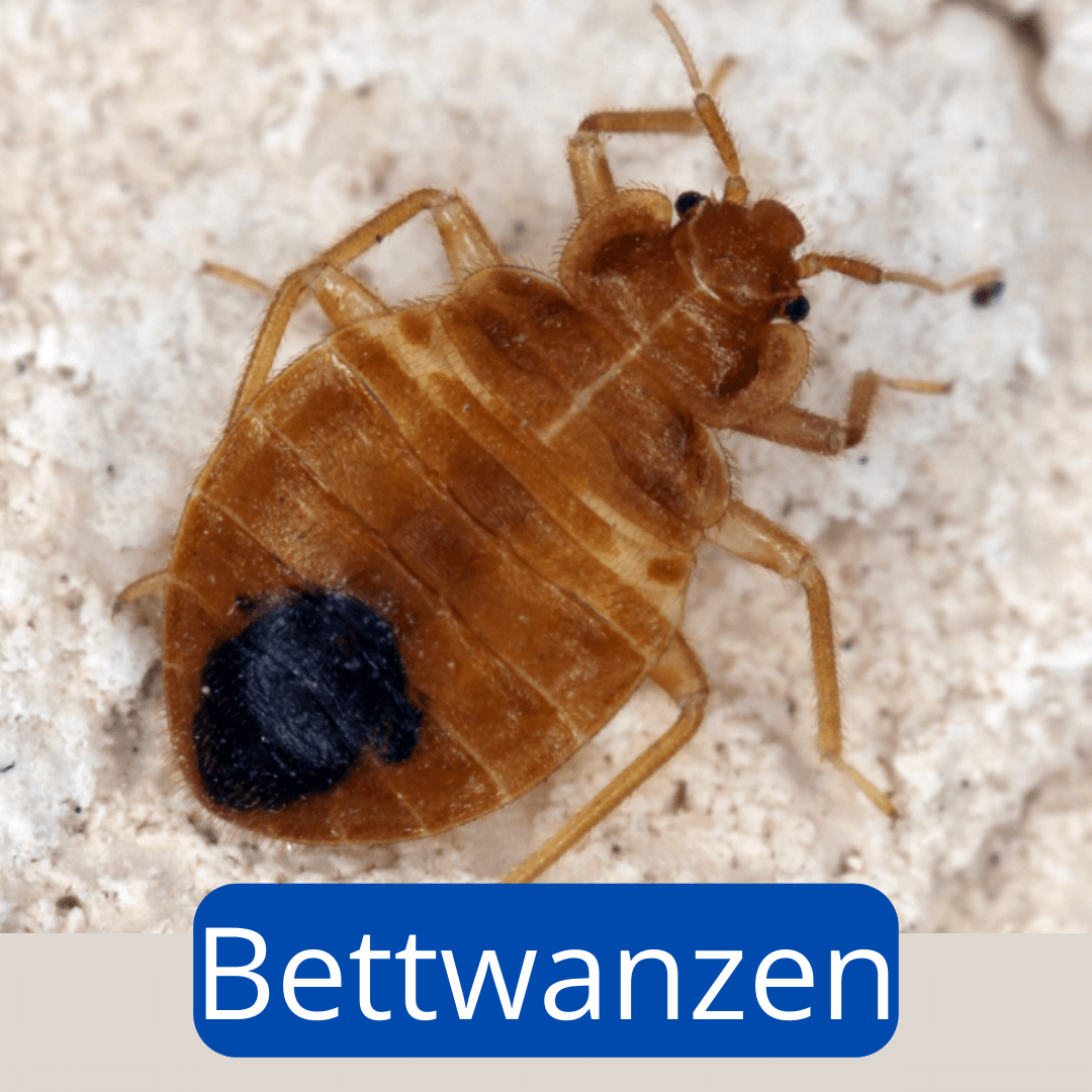 Nahaufnahme einer braunen Bettwanze auf hellem Untergrund.